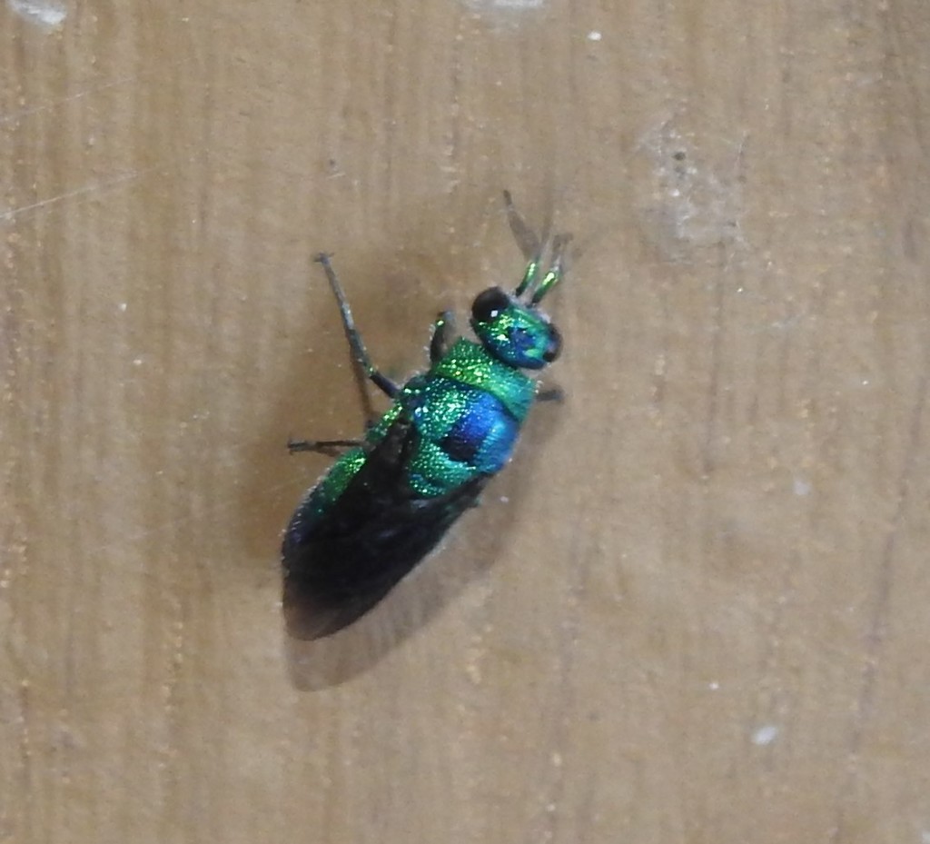 Metallic Bluishgreen Cuckoo Wasp from Butte County, CA, USA on June 11