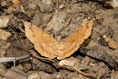 Rhinodia rostraria