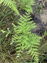 Pteridium aquilinum wightianum