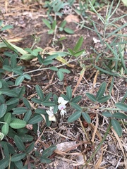 Lespedeza inschanica