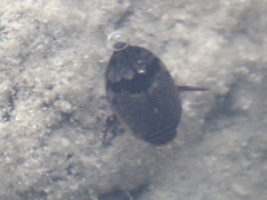 Thermonectus nigrofasciatus nigrofasciatus