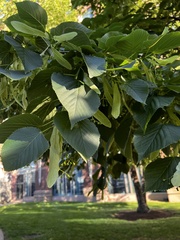 Tilia americana