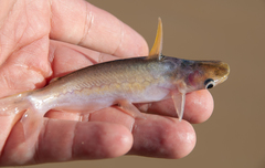 Silver Dolphin Catfish photo 1