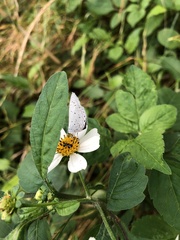 Celastrina lavendularis himilcon