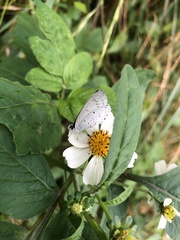 Celastrina lavendularis himilcon
