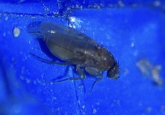 Metopininae