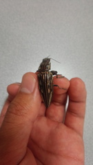 Chalcophora japonica