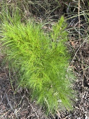 Caustis blakei macrantha