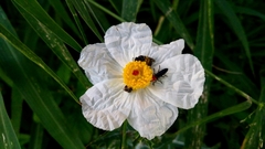 Argemone grandiflora