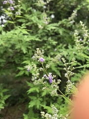 Vitex negundo heterophylla