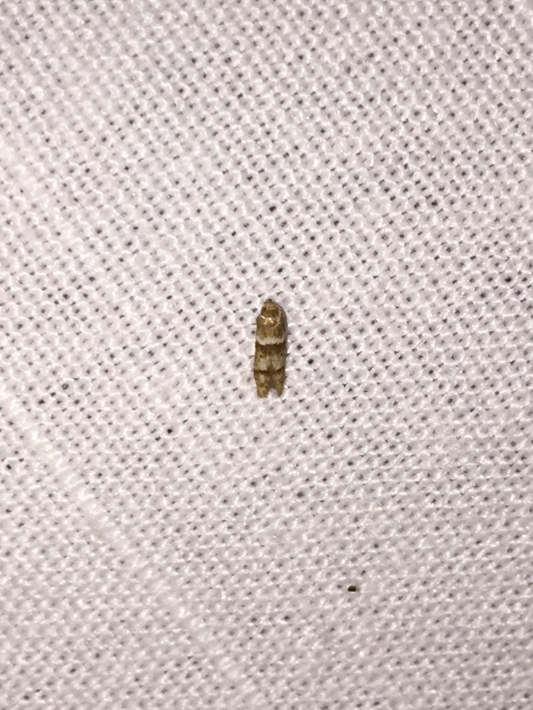 Blastobasis pulchella