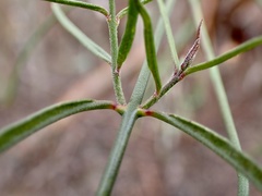 Vincetoxicum lineare