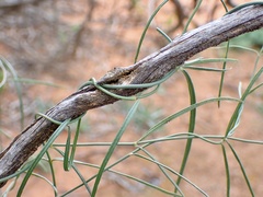 Vincetoxicum lineare