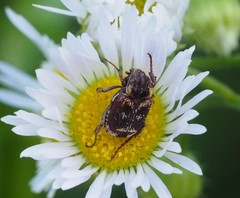 Valgus canaliculatus