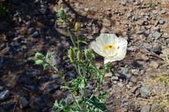 Argemone hunnemannii