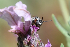 Triepeolus subnitens