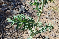 Argemone hunnemannii