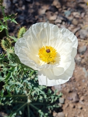 Argemone hunnemannii