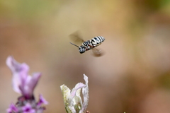 Triepeolus subnitens