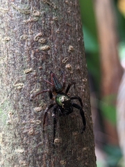 Colopsus