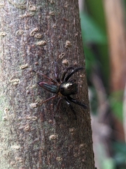 Colopsus