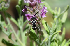Triepeolus subnitens