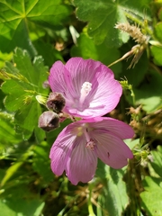 Sidalcea reptans