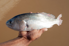 Plagioscion squamosissimus