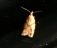 Sparganothis sulfureana