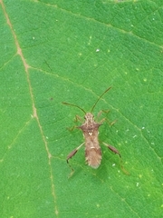Clavigralloides acantharis