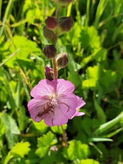 Sidalcea reptans