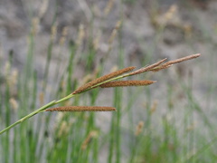 Carex ultra