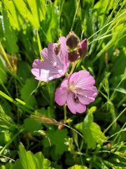 Sidalcea reptans