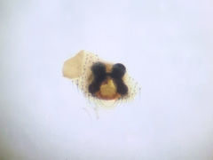 Emertonella taczanowskii