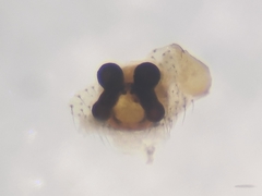 Emertonella taczanowskii