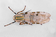 Halysidota underwoodi