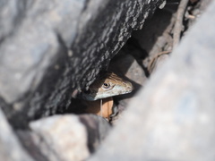 Aspidoscelis sonorae