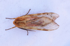 Pseudohemihyalea daraba