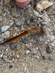 Pantala flavescens