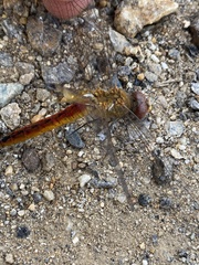 Pantala flavescens