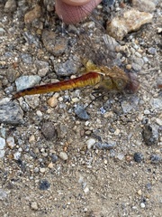 Pantala flavescens
