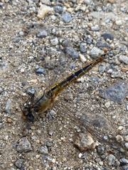Pantala flavescens