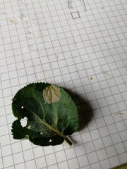 Phyllonorycter blancardella