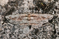 Odysia venusta