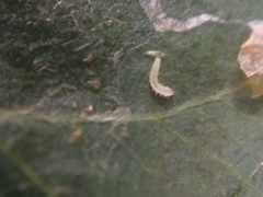 Phyllonorycter blancardella