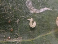 Phyllonorycter blancardella