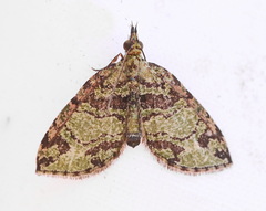 Hydriomena gosala