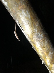 Sinomantis denticulata