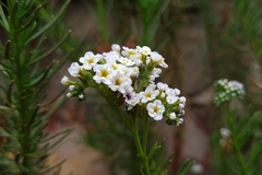 Heliotropium stenophyllum