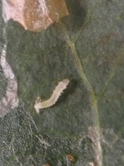 Phyllonorycter blancardella